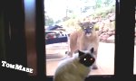 Movie : Begegnung mit einem Berglöwen