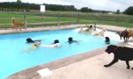 Lustiges Video : Tierische Poolparty