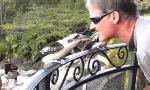 Funny Video : Futterkampf mit einem Kookaburra
