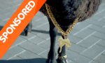 Lustiges Video : Das schwarze Schaf