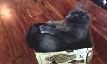 Funny Video : Wessen Schwanz ist das?