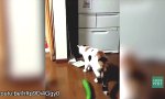 Lustiges Video : Katzen vs Gurken