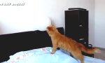 Lustiges Video : Katze vs. Luftballon