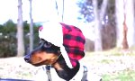 Lustiges Video : Jagdhund
