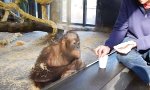 Der Orangutan und der Zaubertrick