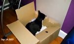 Elliot und die Box