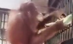 Lustiges Video : Orangutan baut Hängematte