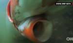 Lustiges Video : Riesenkalmar vor Japan