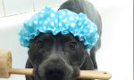 Lustiges Video : Hundedusche