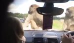 Funny Video : Traumatisiert im Safaripark