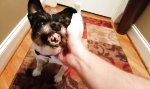 Funny Video : Der Hund meiner Oma liebt mich!