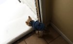 Hund trifft ersten Schnee