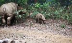 Lustiges Video : Seltene Aufnahme des Sumatra-Nashorns