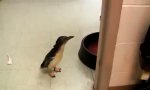 Cookie der Mini-Pinguin