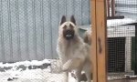 Der Hund, der besser tanzt als du