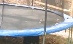 Movie : Hund gibt Trampolin-Starthilfe an Taube 