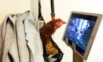Lustiges Video : Bildungsfernsehen für Hühner