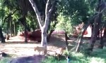 Lustiges Video : Mutprobe - Mal kurz ins Löwengehege