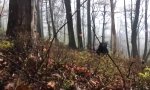 Funny Video : Was kommt da aus dem Unterholz?