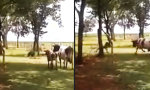 Movie : Ziege vs Kuh