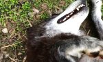 Ein glücklicher Wolf