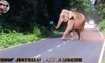 Vom Elefanten verfolgt