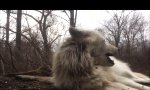 Funny Video - Fauler Wolf