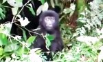 Lustiges Video : Kleiner Gorilla ganz groß