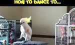 Funny Video : Tanzen mit Vögeln