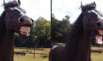 Movie : Da lachen ja die Pferde