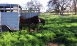 Funny Video : Wüstenesel sehen zum ersten mal Gras 