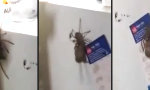 Funny Video - Huntsman hat Maus gefangen