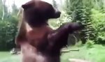 Grizzly entdeckt Wassersprinkler