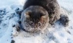 Festgefrorene Katze befreit