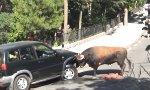 Funny Video - Stier vs Jeep