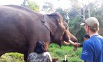 Elefant mit Sauriertröte
