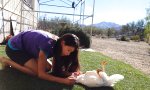 Funny Video : Chicken Exercise