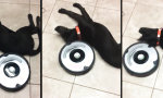 Lustiges Video : Fauler Hund und Staubsaugerroboter