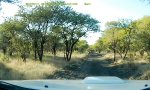 Lustiges Video : Antilopen-Kamikaze