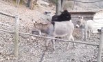 Lustiges Video : Ausbruch der Esel