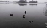 Funny Video - Winterlandung like a Boss
