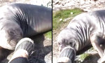 Funny Video : See-Elefant macht rollenden Abgang