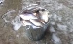 Funny Video - Riesenfang