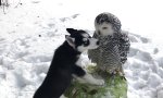 Lustiges Video : Eule und Husky 
