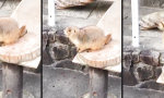 Lustiges Video - Präriehund - Gesundheit!