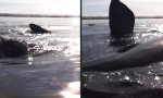 Lustiges Video : Auf dem Buckel eines Buckelwals surfen