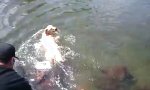 Hund kann Brustschwimmen