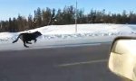 Highway-Wettrennen mit Wölfen