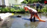 T-Rex und Alligator