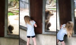 Lustiges Video - Braunbär Peekaboo